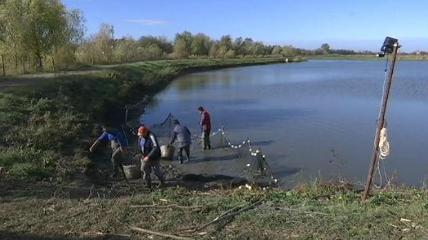 Ribe u rekama u Srbiji sve ugroženije