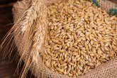 Robne rezerve kupuju 50.000 tona pšenice