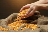 Robne rezerve razmenjuju semensku pšenicu za merkantilnu, kao i kukuruz za tovnu junad