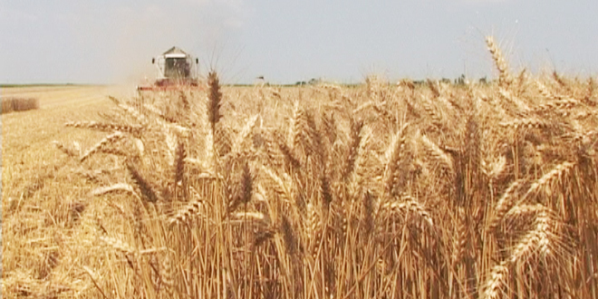 Robnim rezervama za otkup ponuđeno 17.000 tona pšenice