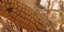 Rod od osam miliona tona kukuruza