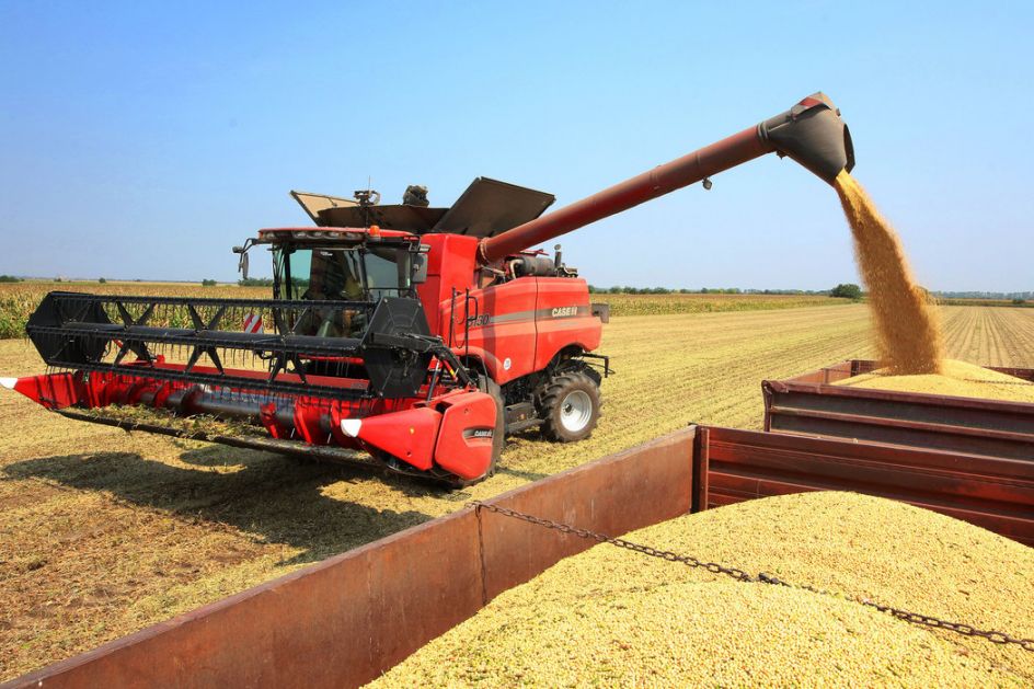 Rod pšenice u Bačkoj biće manji za 40 odsto, ratari traže 25 dinara za kilogram