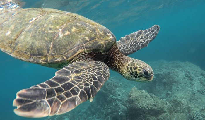 Ronilac u Kotoru ubio morsku kornjaču nakon molbe da se ne uznemiravaju
