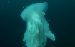 
					Ronioci snimili veličanstveno i ogromno stvorenje iz dubina (VIDEO) 
					
									