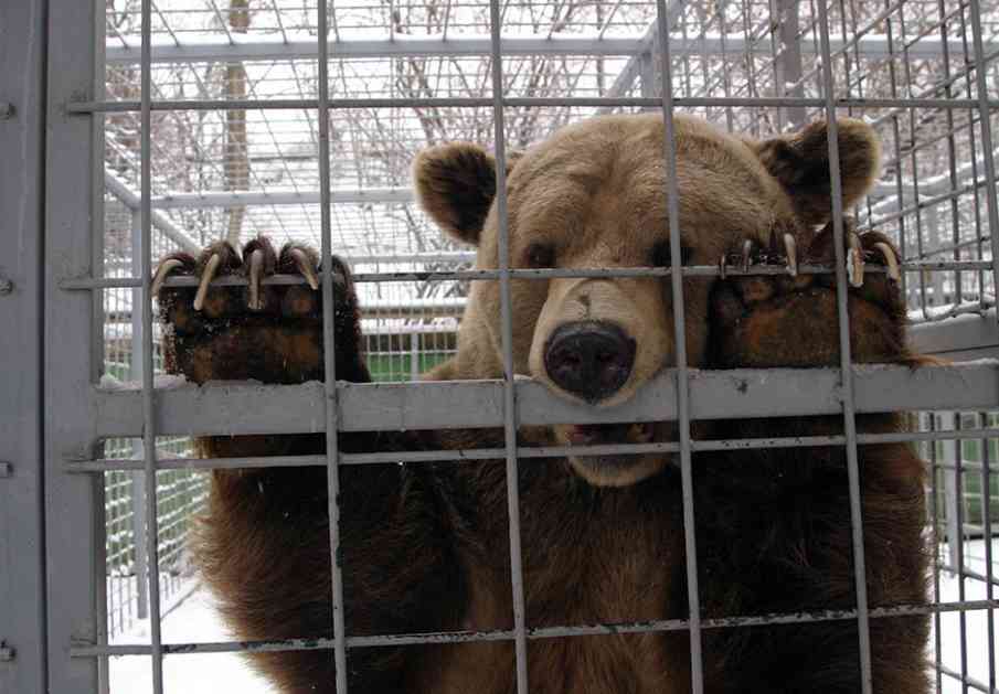 Rumunija: Turisti na meti medveda