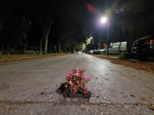 Rupe u Nišu ponovo ukrašene cvećem i natpisom SNS ofrlje 