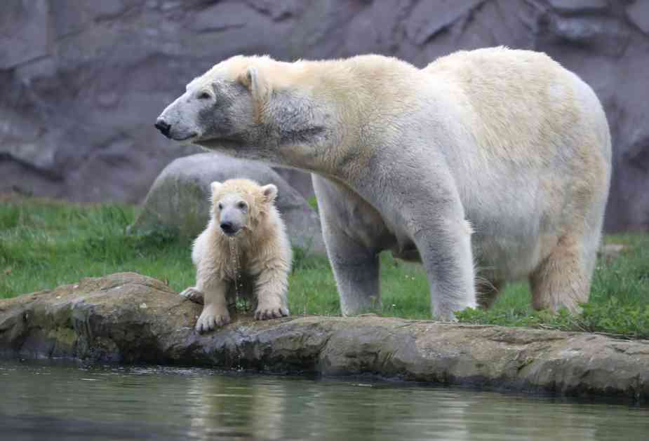 Rusija: Masovna invazija polarnih medveda, vanredno stanje