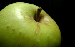 
					Rusija: Pronađeno 13 tona zaraženih jabuka iz Srbije 
					
									