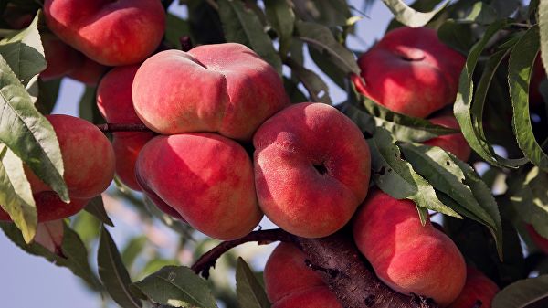 Rusija bi mogla uvesti privremena ograničenja na uvoz koštunjavog voća iz Srbije
