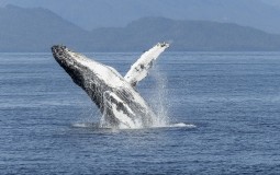 
					Rusija će osloboditi nezakonito zarobljene kitove 
					
									