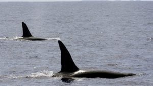 Rusija će osloboditi nezakonito zarobljene kitove