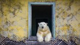 Rusija i životinje: Polarni medvedi koji su dom pronašli u napuštenoj meteorološkoj stanici