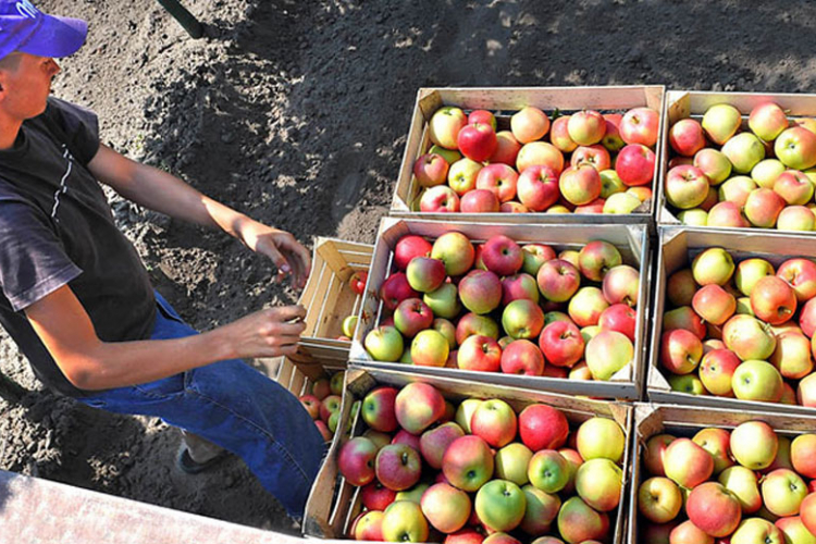 Rusija ukida zabranu izvoza bh. jabuka?