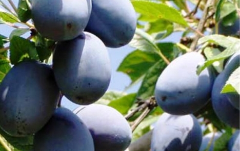 Rusija upozorila da bi mogla da obustavi uvoz srpskog voća