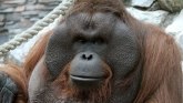 Rusija, životinje i izbori: Izbori za maskotu Novosibirska - kampanja podrške za orangutana, vlast optužena da namešta za polarnog medveda