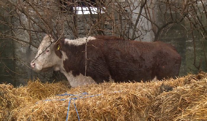 Ruski Krstur: Krave tumaraju po tuđim njivama i uništavaju useve