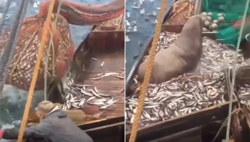 Ruski ribari lovili na otvorenom moru, a onda je u njihovoj mreži punoj riba završilo ogromno stvorenje (VIDEO)