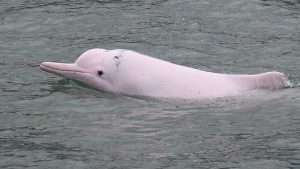 Ružičasti delfin: Hoće li ovaj retki sisar nestati iz Hongkonga