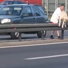 SA PSOM U RUKAMA POKUŠAVA DA PREĐE AUTO-PUT! Košmarni snimak iz Beograda uzbunio internet (VIDEO)