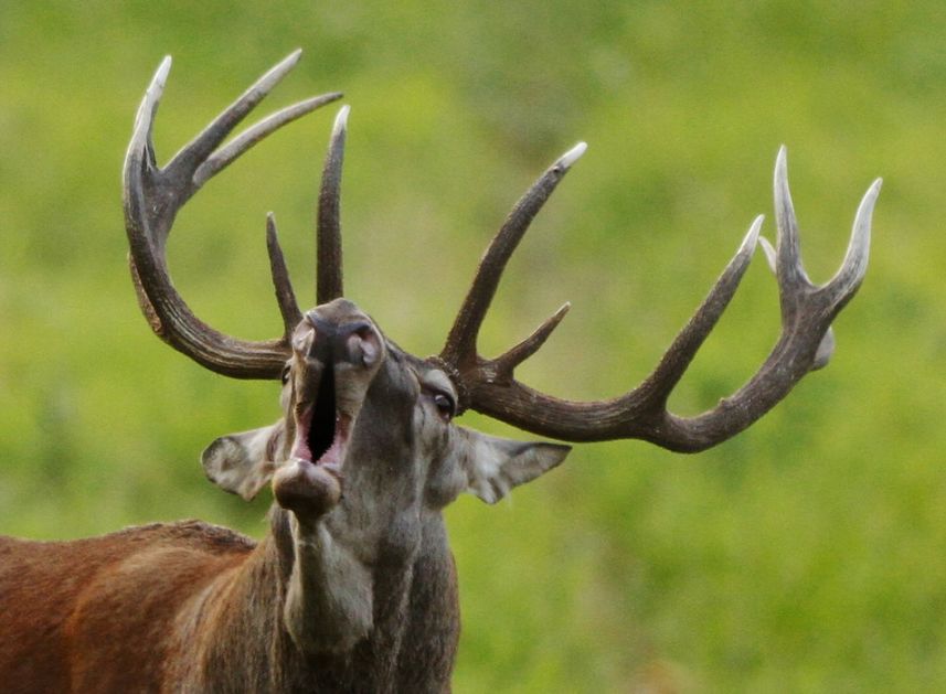 SAD: 40 posto divljih jelena imalo korona virus