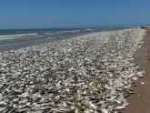 SAD: Desetine hiljada mrtvih riba isplivalo na obalu