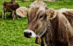 
					SAD i EU potpisali sporazum o povećanju izvoza američke govedine u Uniju 
					
									