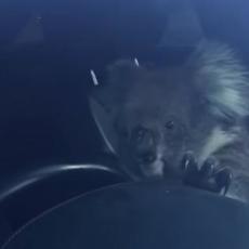 SAMO JE HTELA DA PREĐE ULICU... Koala izazvala lančani sudar na autoputu, a onda sela za volan (VIDEO)