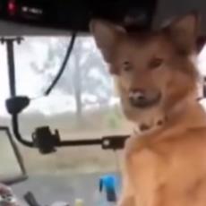SAMO U SRBIJI: Pas Žuća hit na internetu, vozi traktor i ore njivu! (VIDEO)