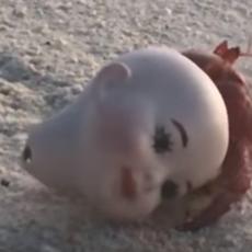 SAMRTNI STRAH! Glava lutke se SAMA od sebe kretala po plaži - kad je prišao, dobio je UPOZORENJE! (VIDEO)