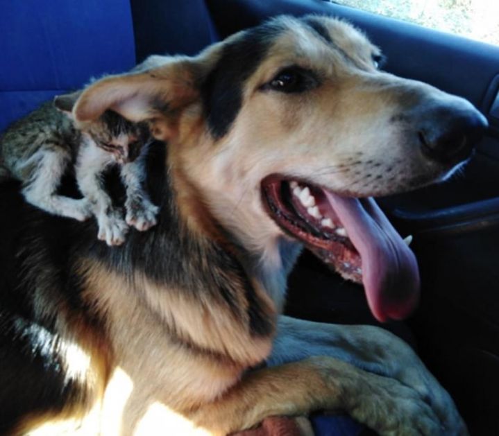 SEĆATE LI SE DRUGARA NAĐENIH NA DEPONIJI: Mače moralo na hitnu operaciju, počelo skroz da gubi snagu, a onda se pojavio pas Tom i spasao mu život! (FOTO)