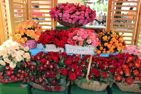 SELO MILION RUŽA Do subote festival cveća u Lipolistu