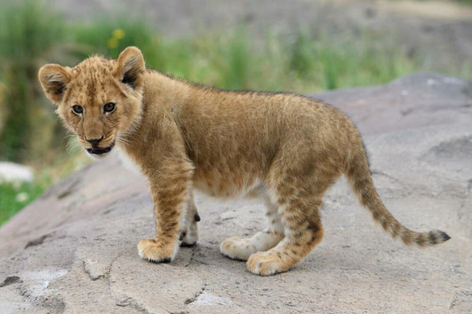 SITUACIJA JE OZBILJNA: Odbeglo mladunče lava ipak nije pronađeno u Budvi, nadležni zabrinuti