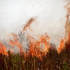 SKLOPLJEN VELIKI PAKT ZA SPAS PLUĆA SVETA! Sledi najteža borba protiv požara u Amazoniji!