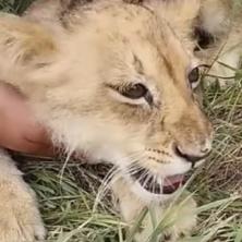 SLABAŠAN JE I POD NADZOROM STRUČNJAKA Novi snimci lavića pronađenog kod Subotice: Prima terapiju i nalazi se u karantinu (VIDEO)