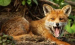 SLUŽBE NA NOGAMA: Lisica u centru Bara, građani u neverici 