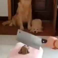 SNAGA MAJČINSKOG INSTINKTA: Pred kerušu i njeno štene stavili su SATARU – reakcija je ČUDESNA! (VIDEO)