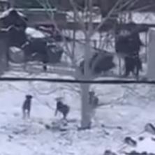 ŠOKANTNA SCENA U PRIJEPOLJU! Psi opkolili KRVOLOČNU ZVER u dvorištu porodične kuće -  čovek jedva spasio živu glavu (VIDEO)