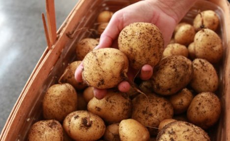 ŠOKANTNO: EU poslala zaražen krompir da nam zatruje zemlju!