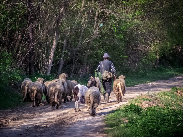 SRCE: Stočarstvo u Pčinjskom okrugu pred kolapsom, prepolovljen broj ovaca, svinja i krava