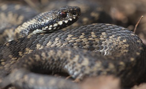 SRPSKA VEROVANJA O ZMIJAMA: Evo šta će vam se desiti ako ubijete zmiju