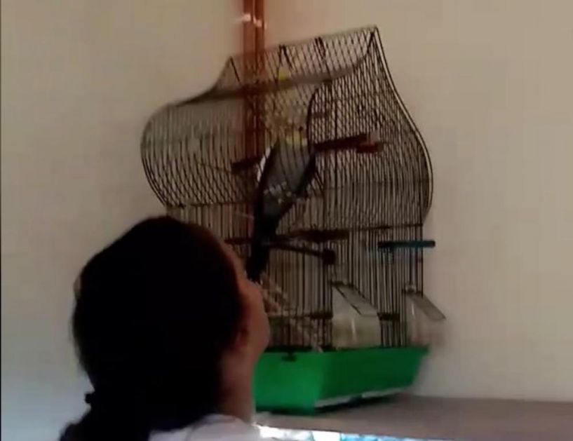 SRPSKOG PREDSEDNIKA I PTICE PODRŽAVAJU Pogledajte kako papagaj oduševljeno skandira: Vučiću, Vučiću! (KURIR TV)