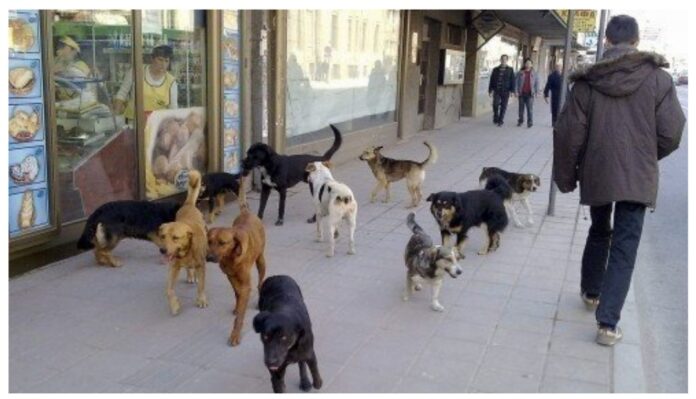 SSP Niš: Rešenje za napuštene pse je kontrola vlasnika, a ne bacanje miliona na odštete