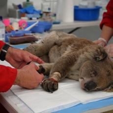 ŠTA ĆE BITI S KOALAMA? Životinje u Australiji DRUGI PUT NA RUBU IZUMIRANJA, oglasili se STRUČNJACI!