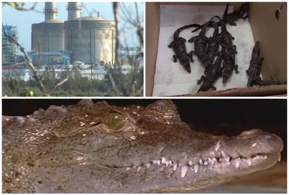 ŠTA KRIJE OVA AMERIČKA NUKEARKA? Turki point privlači krokodile kao magnet! To im je OMILJENO GNEZDO! (VIDEO)