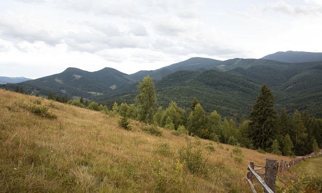 STARA PLANINA PREPUNA RETKIH I UGROŽENIH VRSTA: Krilasti zvončić iščezao
