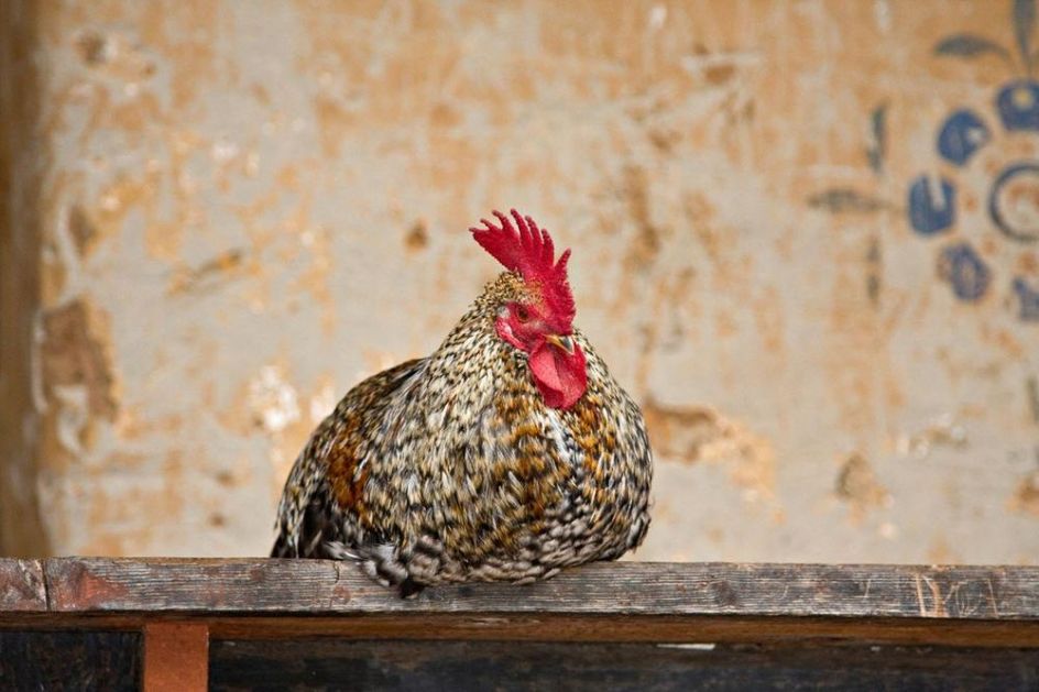 STARICU IZ AUSTRALIJE UBIO PETAO: Ušla je u kokošinjac da pokupi jaja, a onda je nakon napada iskrvarila na smrt!