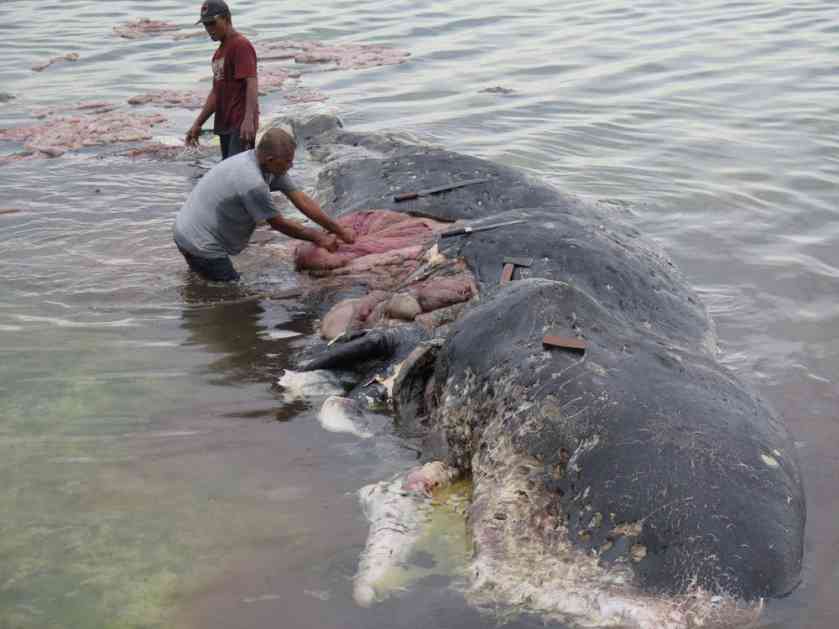STRAŠNE SCENE IZ INDONEZIJE: Kit se nasukao na obalu, a u utrobi mu pronašli 6 kg plastike! Progutao čaše, flaše, pa čak i japanke! (FOTO)