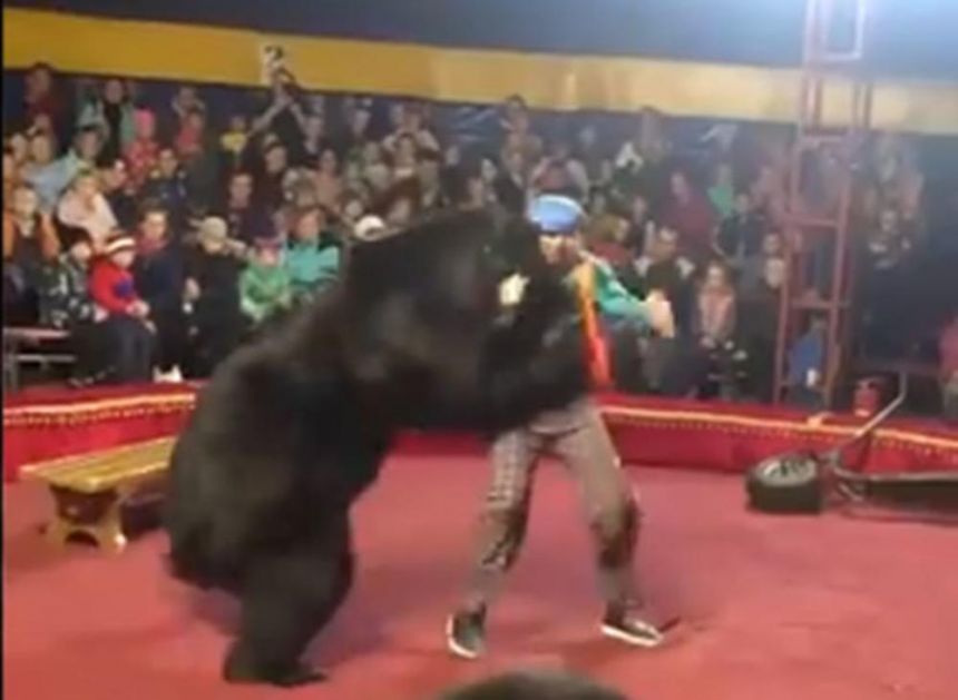 STRAVA I UŽAS RUSKOM CIRKUSU: Medved napao dresera, oborio ga na pod i grizao! Šokirana publika sve gledala, a onda su ljudi u panici počeli da beže! (VIDEO)