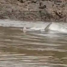 STRAVIČAN PRIZOR: Ajkula napala čoveka dok je plivao u reci, usledio je HOROR kakav niste videli (UZNEMIRUJUĆ VIDEO)