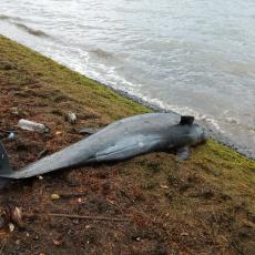 STRAVIČNE POSLEDICE EKOLOŠKE KATASTROFE: Najmanje 13 delfina je uginulo na Mauricijusu (FOTO)